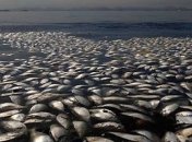 Глобальное потепление уничтожает популяцию лосося на Аляске