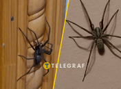 Большой домашний паук