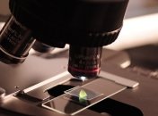 Биологический робот: ученые подключили спинной мозг крысы к искусственным мышцам