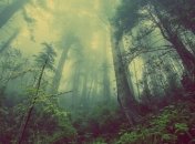 Помощь деревьям: создан биореактор, который поглощает углекислый газ