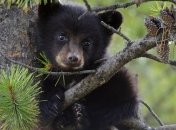 В винницком зоопарке представили 2-х гималайских медвежат