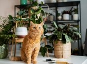 Рассказываем, какие растения могут навредить здоровью кота дома