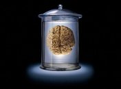 В мозгу человека найден центр чувства собственного превосходства