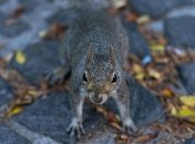 В разгар эпидемии коронавируса в США выявили чуму 