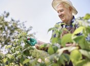 Обрізка малини восени – відповідальна справа