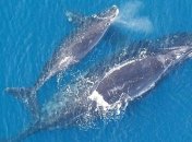 Еще один вид крупных животных оказался на грани вымирания 