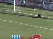 Собака-вратарь отбила мяч, который летел в ворота (Видео)