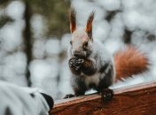 Температурные качели и снегопады: синоптик рассказала, какой будет погода в конце рабочей недели