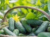 Отличным соседом для огурцов является чеснок