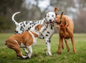 Агрессивность собаки зависит от воспитания