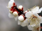 Погода в Украине 12 апреля: небольшой дождь с грозой