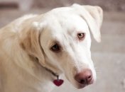 Спасителя своей собаки писатель увековечит в романе