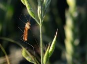 День Лукерьи-комарницы: приметы и обряды на 26 мая