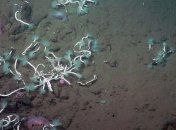 Глубоководные черви и бактерии водятся на территориях, насыщенных метаном: почему