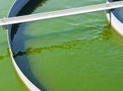 Чем полезны бактерии из кишечника человека?