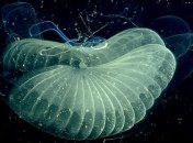 "Самое странное существо из глубин" рассмотрели в деталях (Видео)