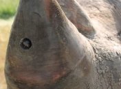 Защитники животных оснастили носорогов камерой (Видео)