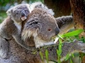 Ученые сделали неожиданное открытие о коалах