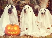 Самые смешные собаки, которые умеют веселить окружающих