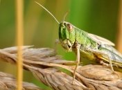 Нашествие саранчи связали с быстрым изменением климата