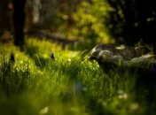 Прогноз погоды в Украине на 1 августа: будет солнечно