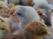 В Харьковской области сгорела птицеферма: погибли около 1000 цыплят 