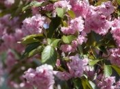 Прогноз погоды на 16 апреля: Начало недели будет преимущественно теплым