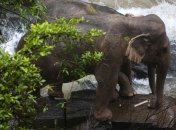 Пытались помочь друг другу: у таиландского водопада погибли 6 слонов (Видео)