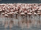 Озеро розовых фламинго