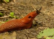 Как избавится от слизней на огороде - лайфхак