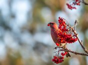 Яке сьогодні свято — Тимофєєв день