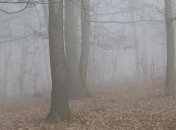 Погода в Украине на 30 ноября: пасмурно, во всех регионах дожди