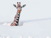 Африканське тепло на підході