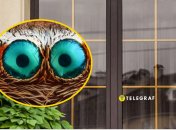 Опасный паук