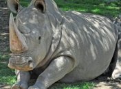 Ученые пытаются спасти почти исчезнувший вид северного белого носорога