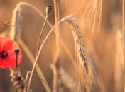 Сегодня отмечают праздник Маковея 