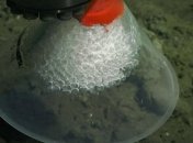 Обнаружена новая экстремальная форма жизни