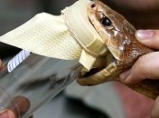 Ученые изобрели противоядие от змеиных укусов