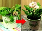 Подаруйте квітці друге життя