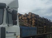 В Хмельницкой области разоблачен незаконный экспорт древесины