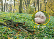 Дождевик гигантский