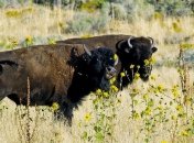 Виной человек: известно почему ускорилось шестое массовое вымирание