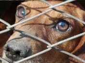 В Раде предложили внедрить европейские стандарты по отношению к животным: что это значит