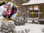 Растение Эрика