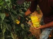 В конце сезона соберете крупные плоды