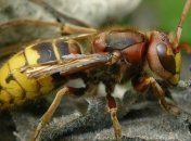 Ровненская область: шершни до смерти изжалили лесника 