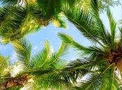 Вырубка лесов на Мадагаскаре ставит под угрозу всю живую природу