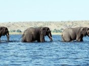 Женщина была в шоке, увидев слонов в городе, где они не обитают