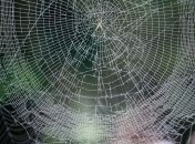 Пауки-аниматоры