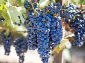 Ароматне варення з винограду: як приготувати оригінальний смаколик на зиму